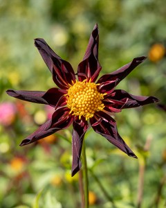 Dahlia Verrones Obsidian1